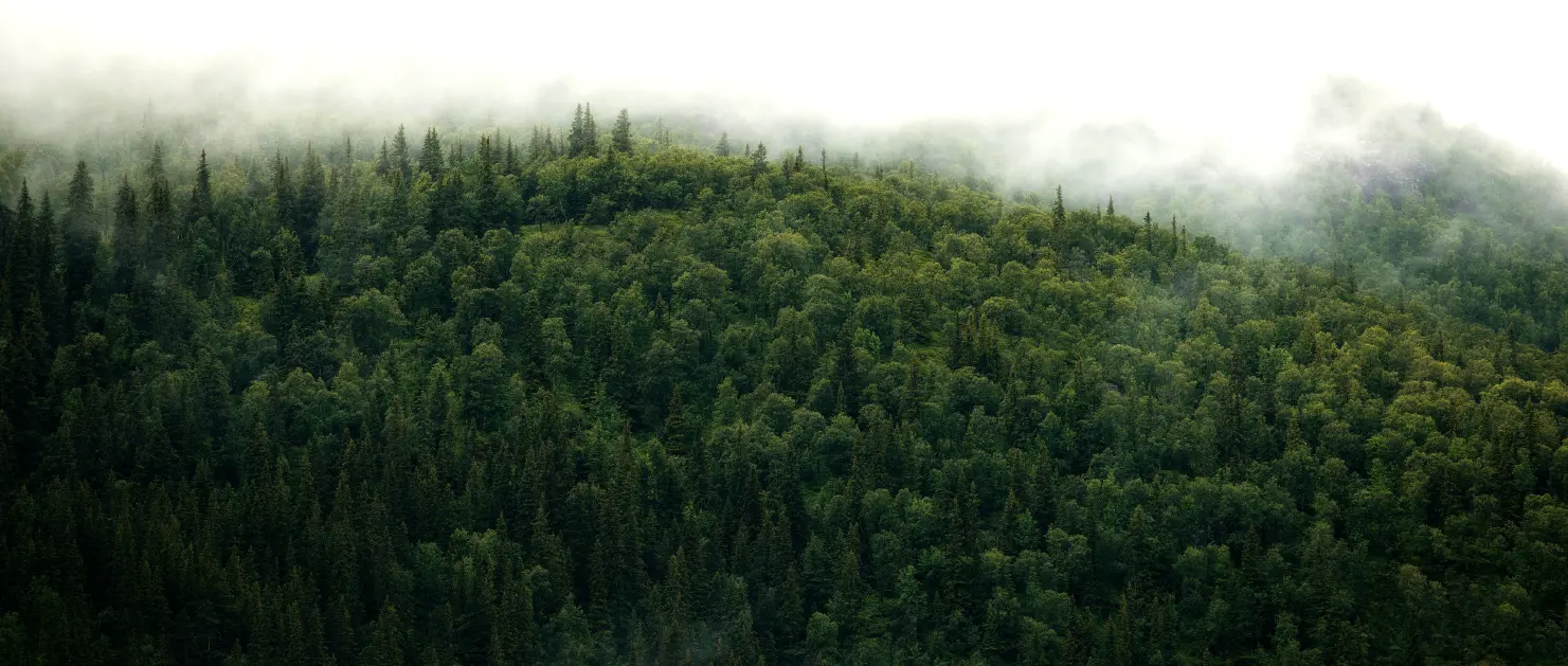 bosque con niebla